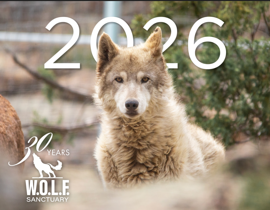 W.O.L.F. Sanctary 2026 Wall Calendar